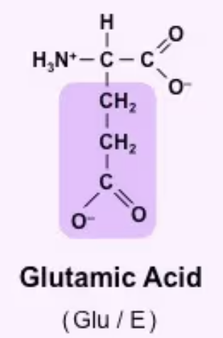<p>Glu/E<br>*CH2—CH—COO<sup>-</sup><br>Polar<br>Acidic (can be - charged, typically charged at pH7)</p>