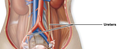 <p>Ureters </p>