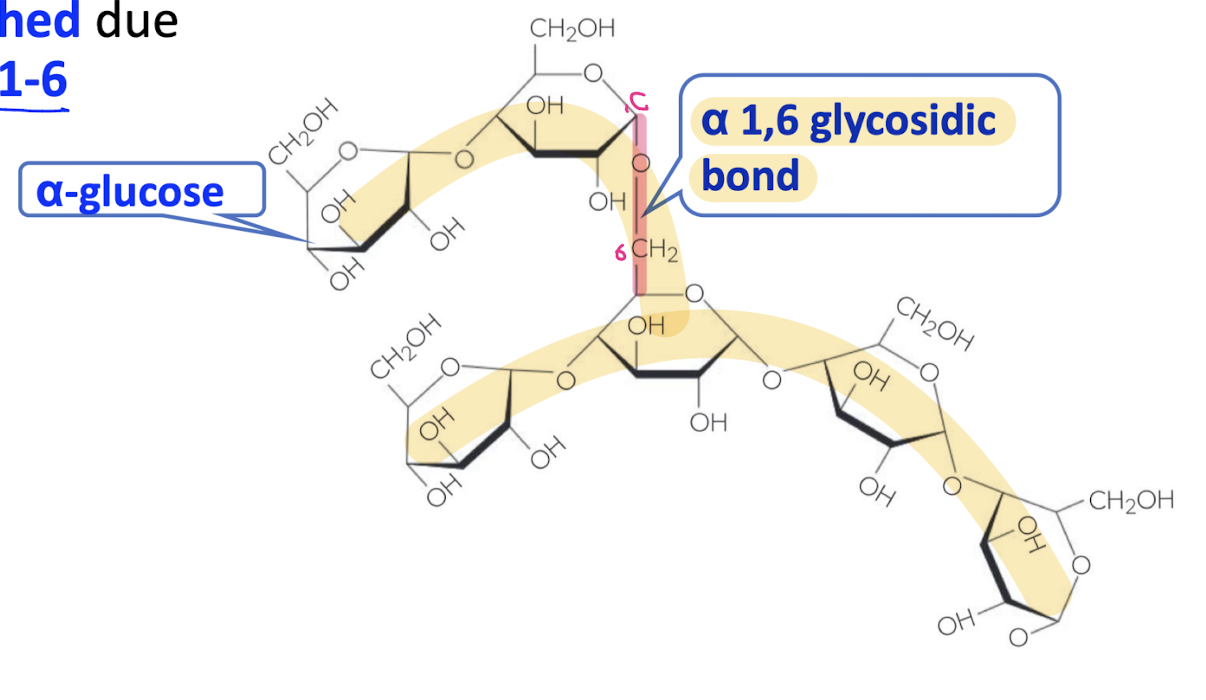 <ul><li><p>branched due to the presence of alpha 1-6 glycosidic bonds </p></li></ul><p></p>