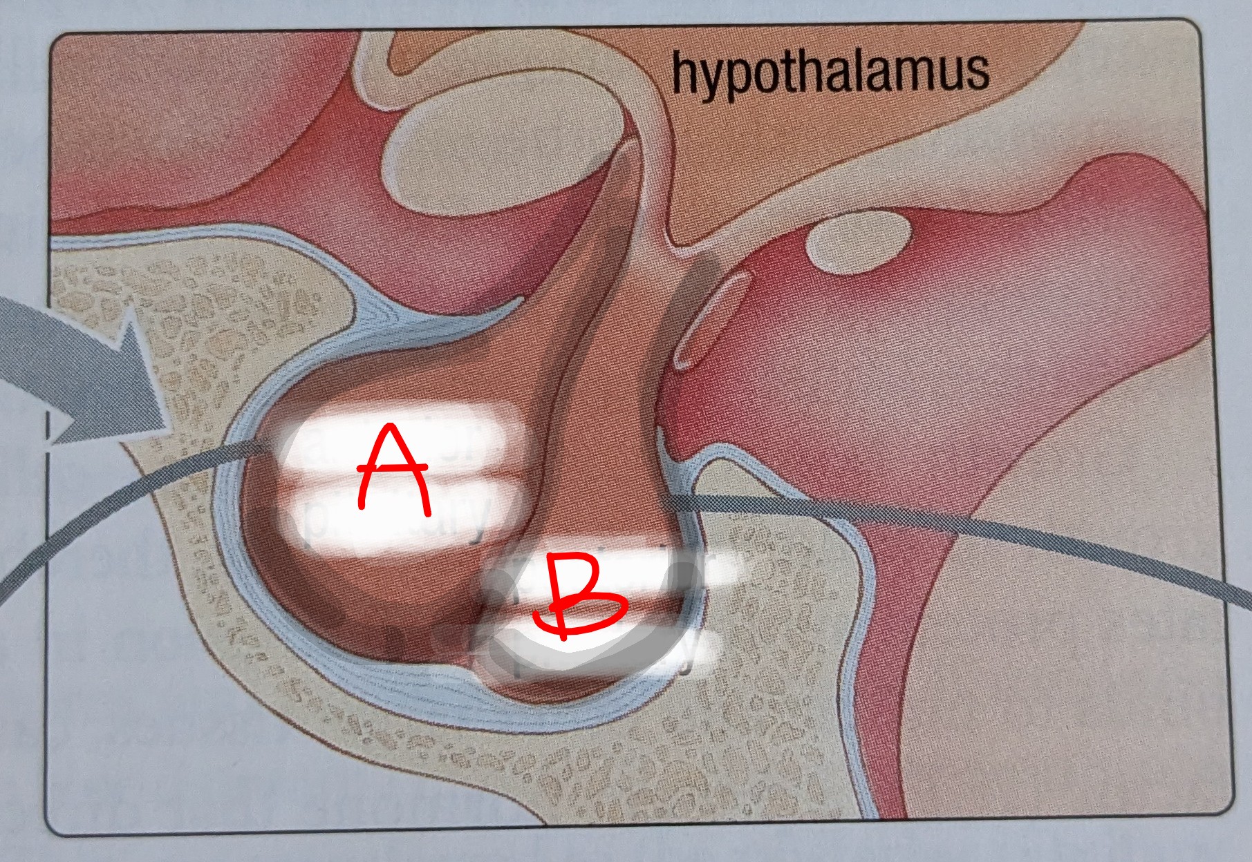 <p>Label the pituitary gland.</p>