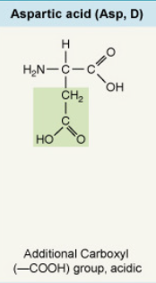 <p>Additional carboxyl (–COOH) group, acidic</p>