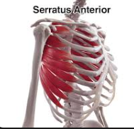 <p>Serratus anterior</p>