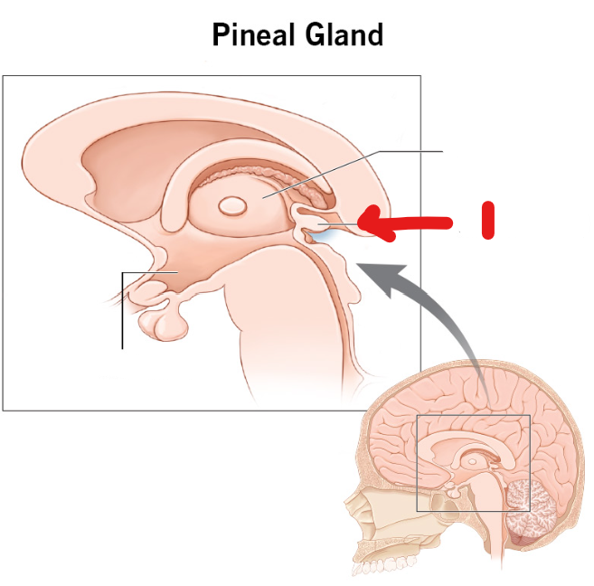 <p>What’s in this picture? </p>