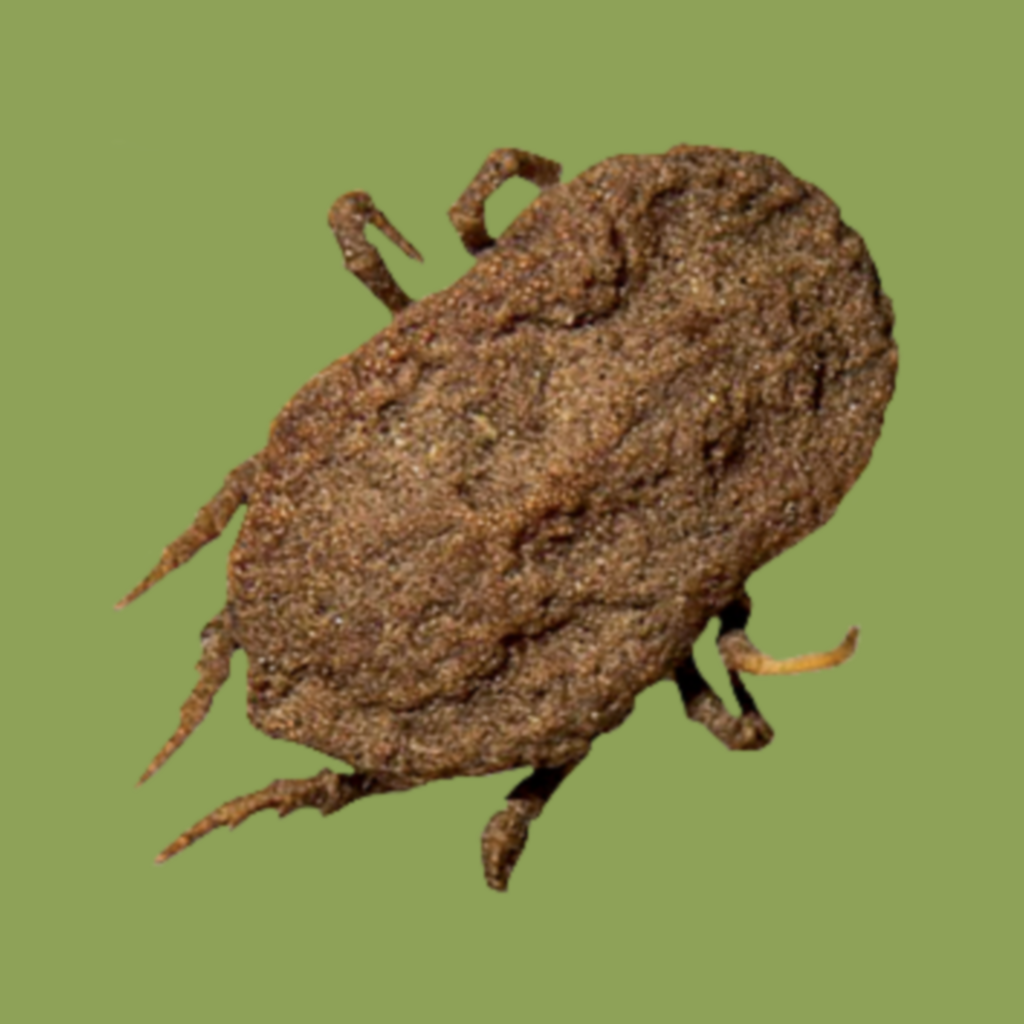 <p>Ornithodoros Coriaceus </p>