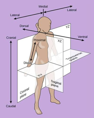 <p>close to the point of attachment or origin of a limb</p>