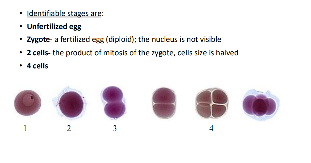 <ol><li><p>Which animal does this come from?</p></li><li><p>Identify each labeled stage of development.</p></li></ol><p></p>