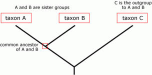 <p>explain phylogeny tree</p>