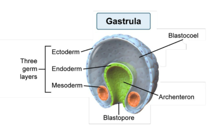 <p>Cells in the gastrula that <strong>invaginate </strong>to form <strong>blastopore</strong>, which will develop into <strong>gut tube</strong> (<strong>archenteron</strong>) that forms eventual <strong>digestive </strong>tract</p>