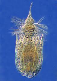 <p>Most recent discovered groups of Metazoas</p><ul><li><p>body can retract into circular lorica</p></li><li><p>scalids</p></li></ul><p></p>