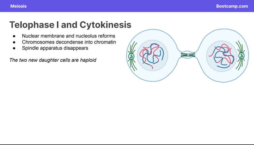<p>● Nuclear membrane and nucleolus reforms</p><p>● Chromosomes <strong>decondense </strong>into <strong>chromatin</strong></p><p>● Spindle apparatus disappears</p><p></p><p>The two new daughter cells are <strong>haploid</strong></p>