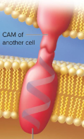 <p>Cell-Adhesion Molecule (CAM)</p>
