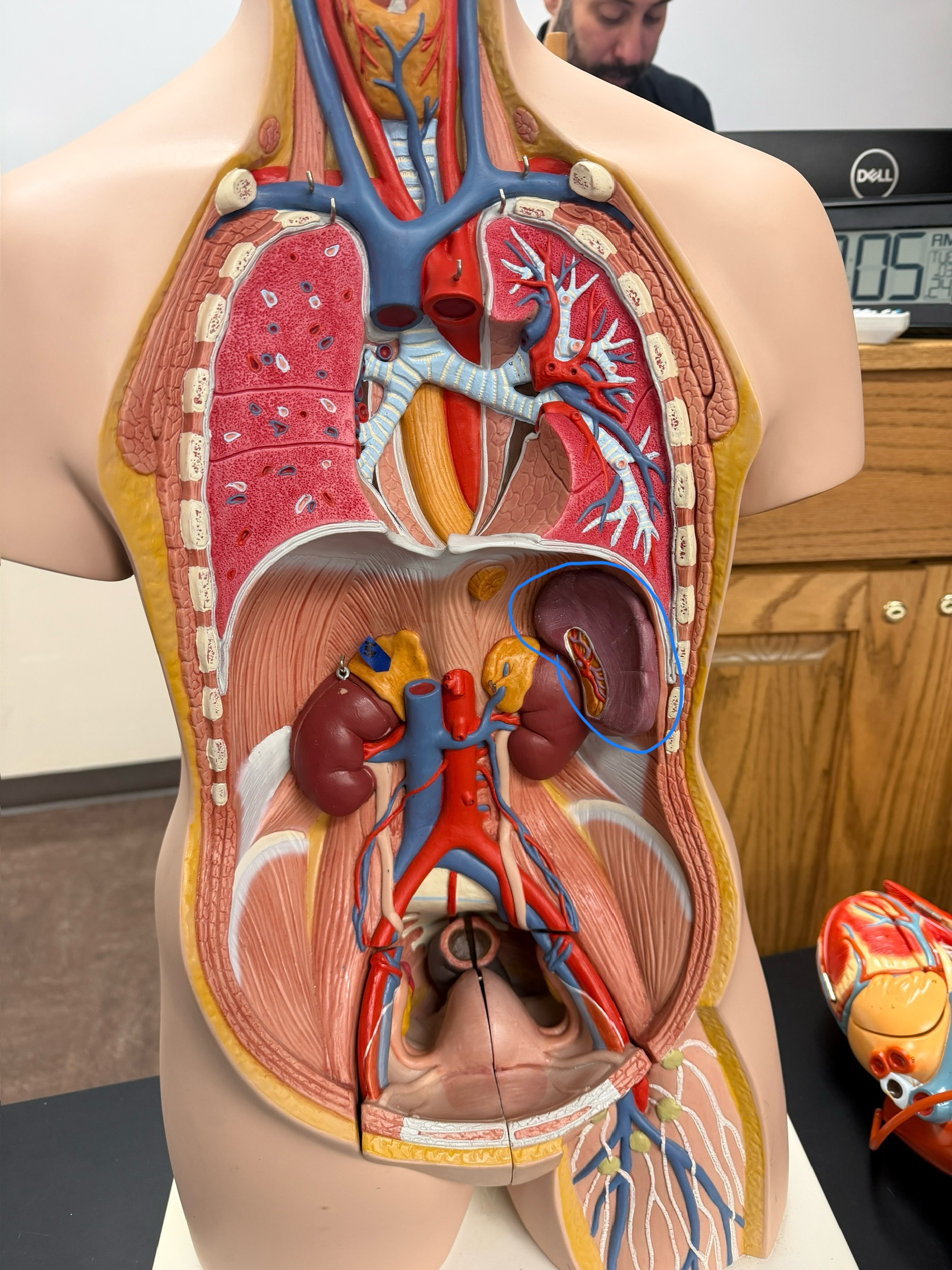 <p>name this organ</p>