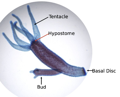 <p>cnidaria</p><p>hydrozoa</p>