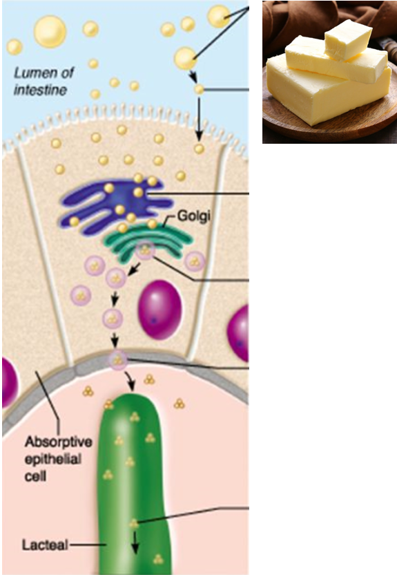 <p>One of the main functions of the lymphatic system </p><ul><li><p>Break down products of fats in the diet that are too large to pass between the endothelial cells of blood capillaries</p><ul><li><p>Dietary fats instead enter small lymphatic vessels in the small intestine </p></li><li><p>Travel through lymphatic vessels and are delivered to the blood with lymph</p></li></ul></li></ul><p></p>