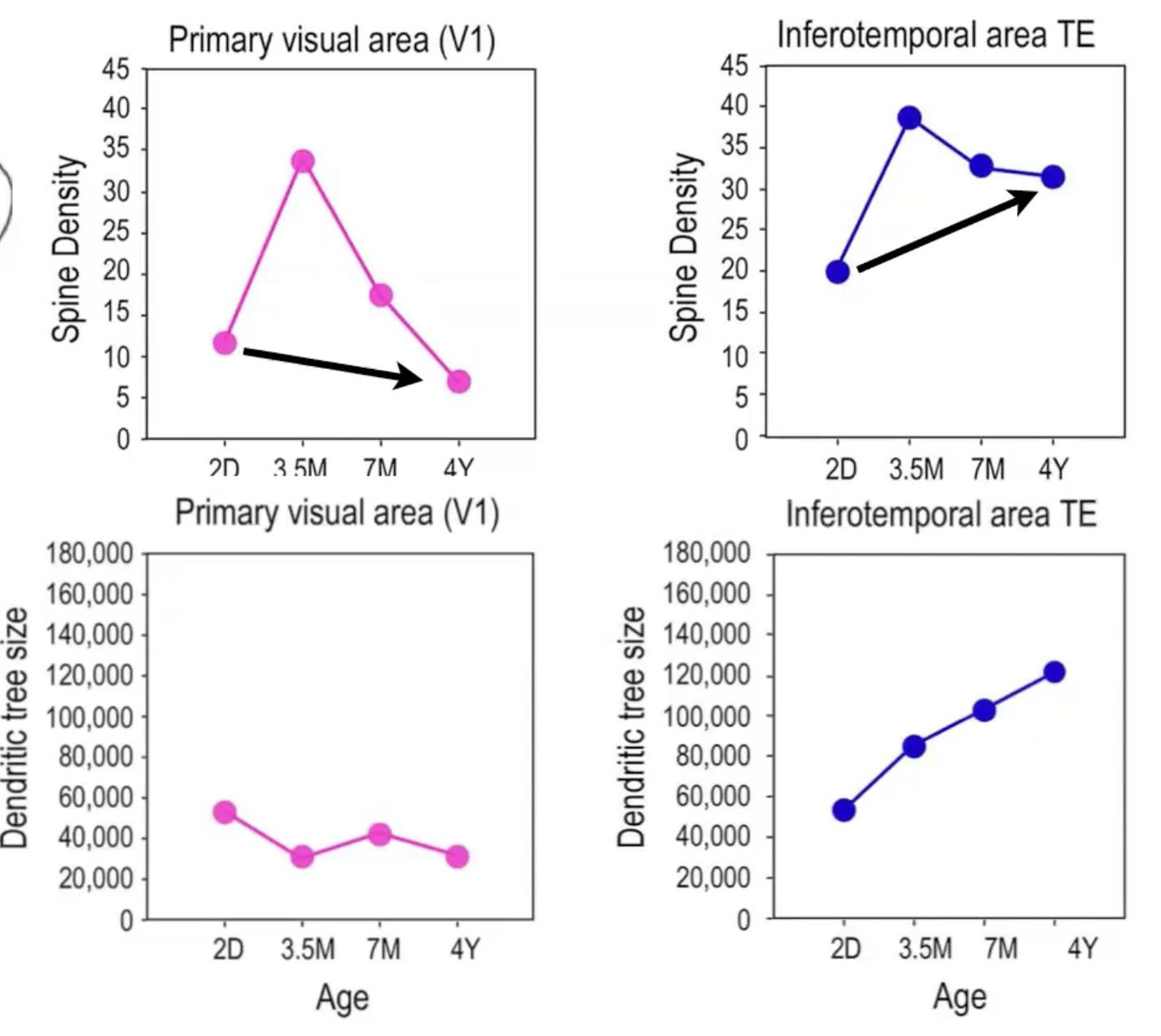 Less pruning in higher cortical areas