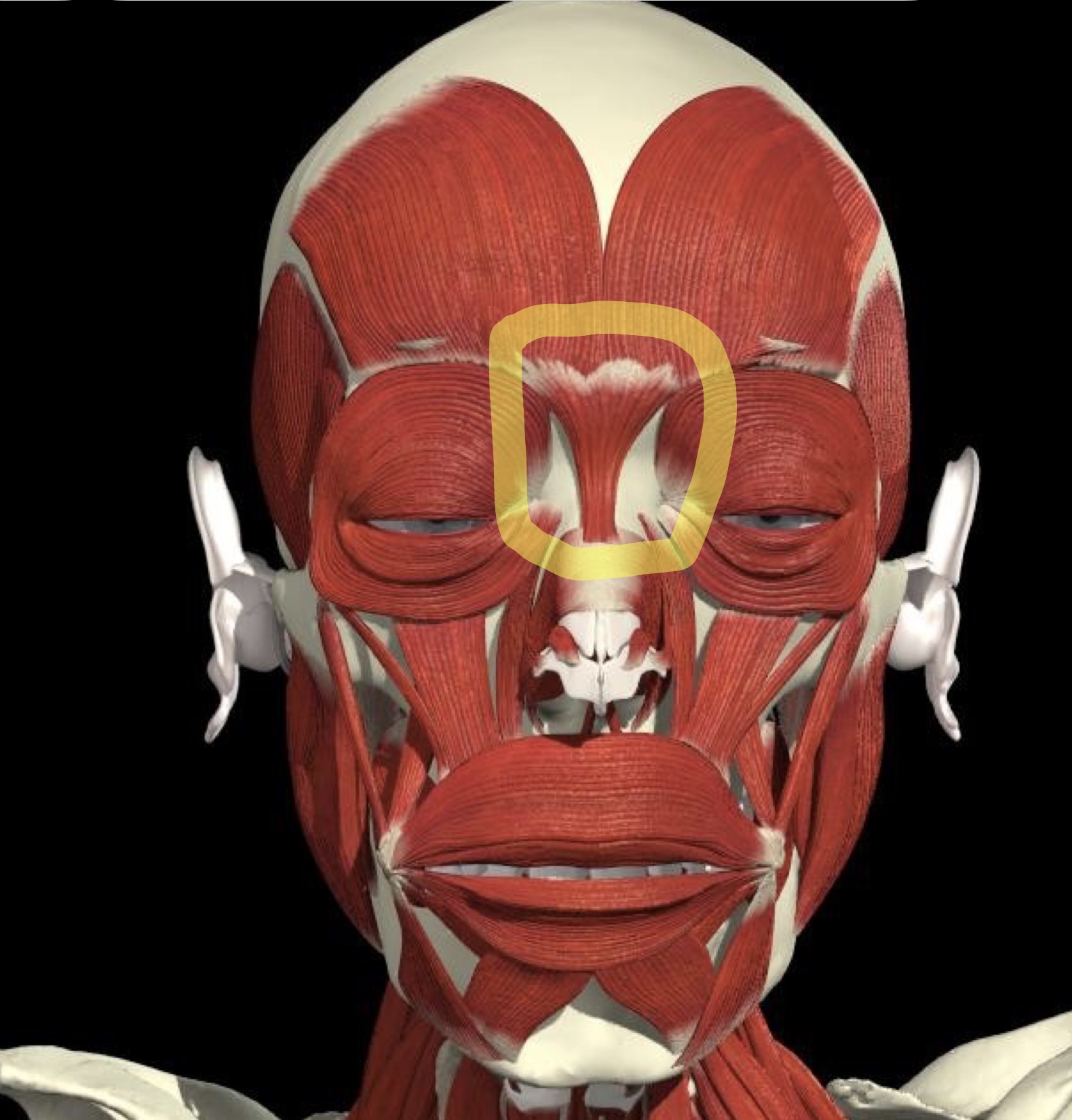<p>What is the circled muscle?</p>