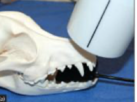<p>70 degree rostral-caudal in sternal recumbency</p>