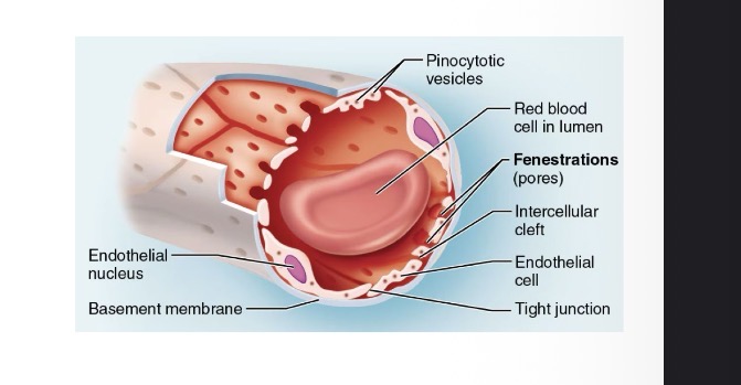 <p>Contain fenestrations (pores) for greater permeability of water-soluble substances (no formed elements)</p><ul><li><p>kidneys and endocrine glands</p></li></ul><p></p>