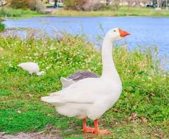 <p>(geese-poultry)</p>