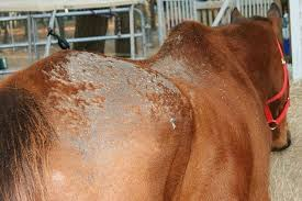 <p>rain scaled on the dorsal trunk</p><p>mud fever or rain rot on the distal part of the limbs</p>