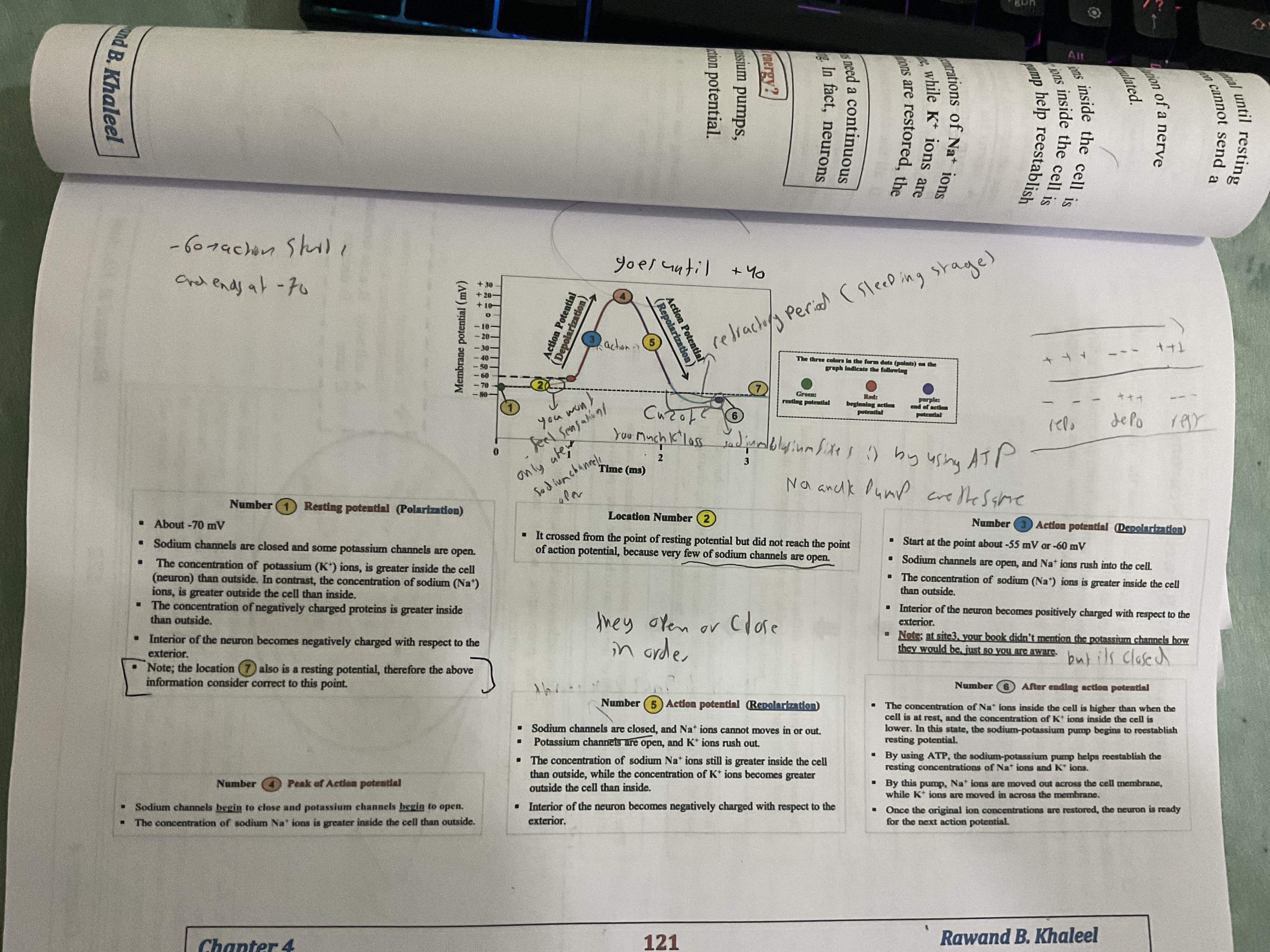 <p>We have teh big pictiure </p><p>Area 1 and area 7 have the same rules </p><p>In location two very vew ….. channels open </p><p>When does sodium channels begin to close and potasium begin to open? </p><p></p><p></p>