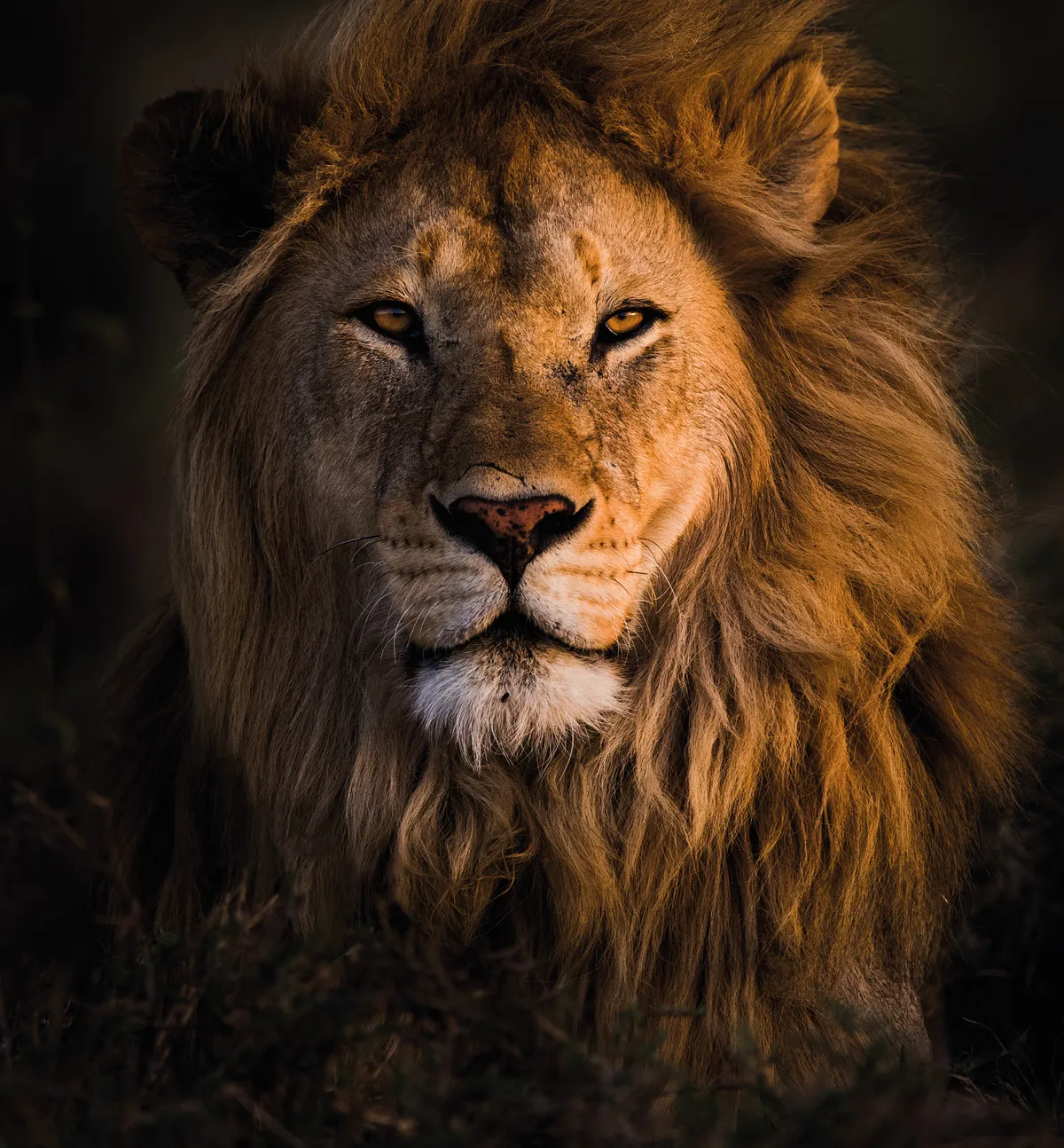 <p>lion</p>