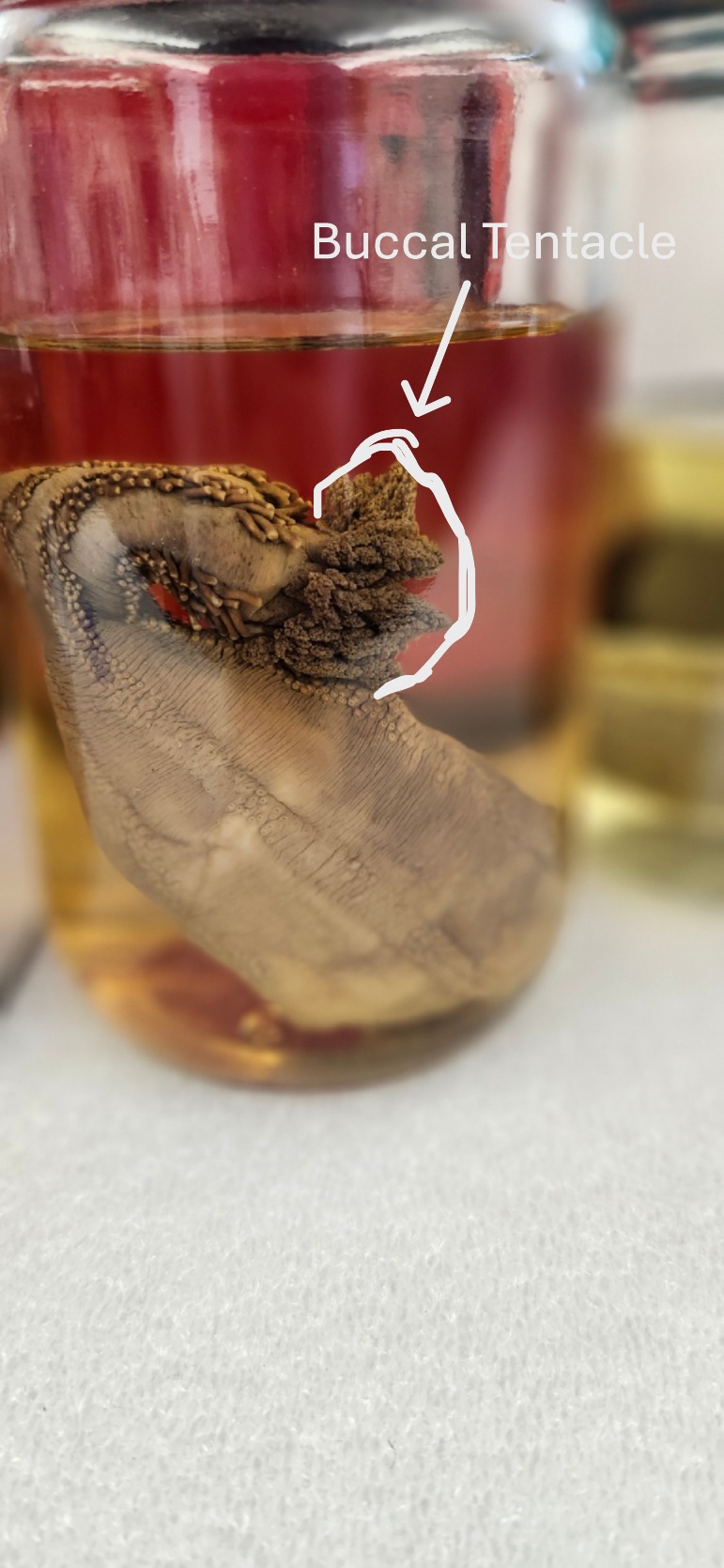 <p>Buccal tentacles</p>