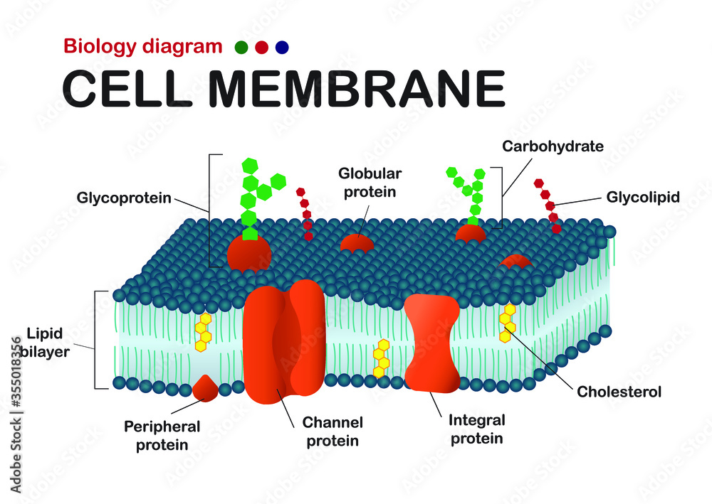 <p>phospholipids</p><p>transport proteins</p><p>lipid bilayer</p><p>proteins</p>