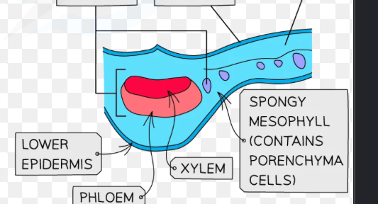 <p>Helps support structure of leaf </p><p>Leaf is main vein with V.B </p>