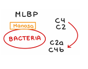 <p>Las lectinas son proteínas que reconocen y se unen a azúcares específicos, como la manosa, presentes en la superficie de muchas bacterias.</p><p>Cuando una lectina como MBL (lectina de unión a manosa) detecta estos azúcares:</p><p>• 	se une a la superficie bacteriana</p><p><strong>ACTIVACIÓN DE MASP</strong></p><ul><li><p>Una vez unidas, las lectinas activan unas enzimas llamadas MASP que:</p><ul><li><p>Imitan la función de las C1</p></li><li><p>Comienzan la cascada cortando C4</p></li><li><p>Luego cortan C3</p><ul><li><p>Esto forma el complejo <strong>C4b2a</strong>, que es la <strong>C3 convertasa</strong></p></li></ul></li></ul></li></ul><p><strong>Continuación de la vía:</strong></p><ul><li><p>Desde aquí, la ruta de las lectinas sigue los mismos pasos que la clásica:</p><ul><li><p>genera C3b</p></li><li><p>amplifica la respuesta inmunitaria</p></li></ul></li></ul><p><strong>Importancia</strong></p><ul><li><p>Esta vía permite que el sistema inmune:</p><ul><li><p>reconozca y ataque bacterias <strong>sin haberlas visto antes</strong></p></li><li><p>actúe de forma <strong>innata e inespecífica</strong></p></li><li><p>se base en <strong>estructuras comunes</strong> de muchos microorganismos</p></li></ul></li></ul><p></p>