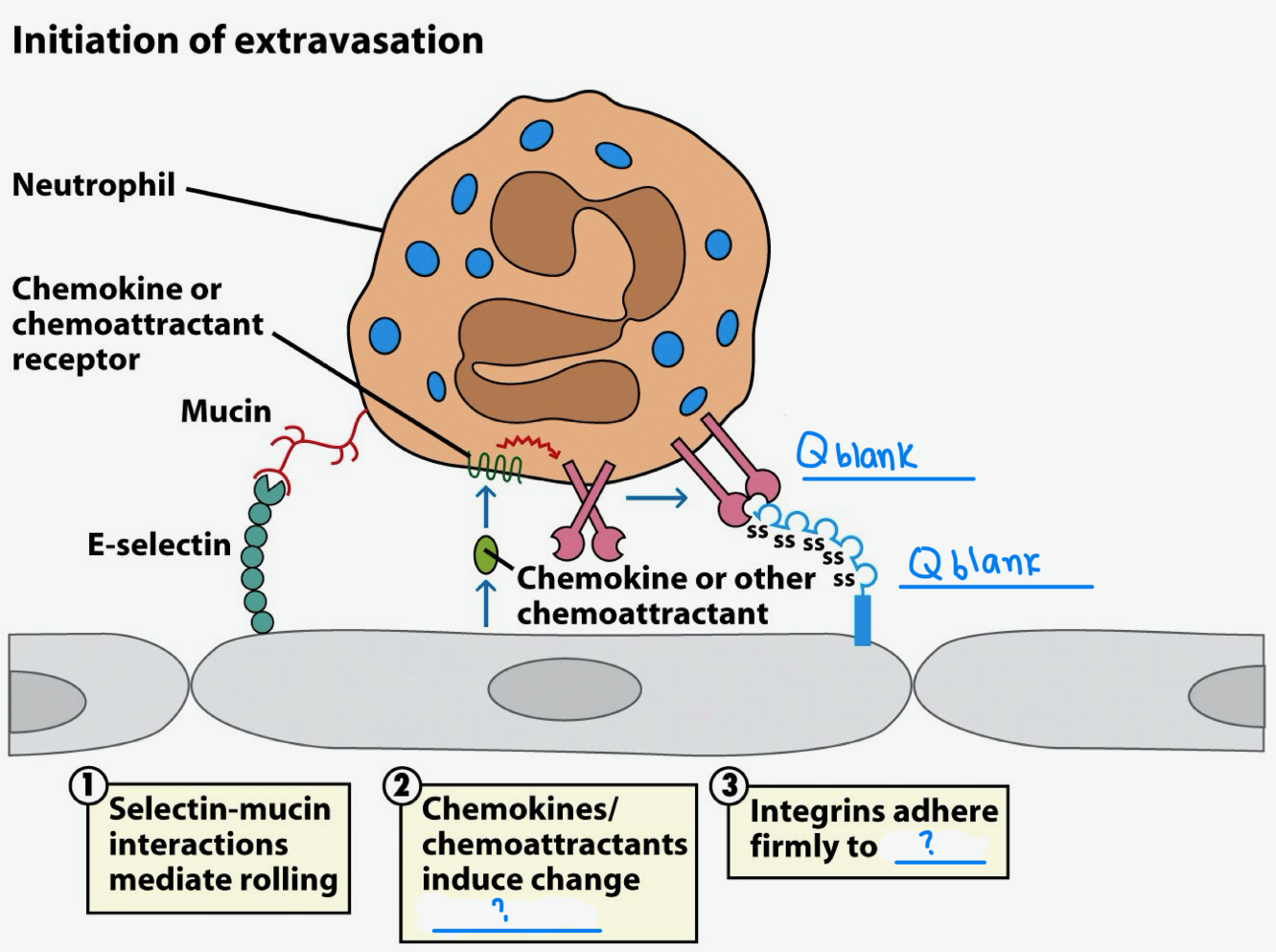 <p>After selectin binds carb on neutrophil, _ on neutrophil binds to _ on endothelial cell.</p><p>Now fill in image _’s</p>