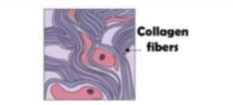 <p>Tissue, Description, Location</p>