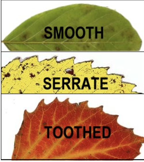 <p>leaves with smooth edges grow in warmer climates, and ones with jagged edges can endure colder temperatures</p>