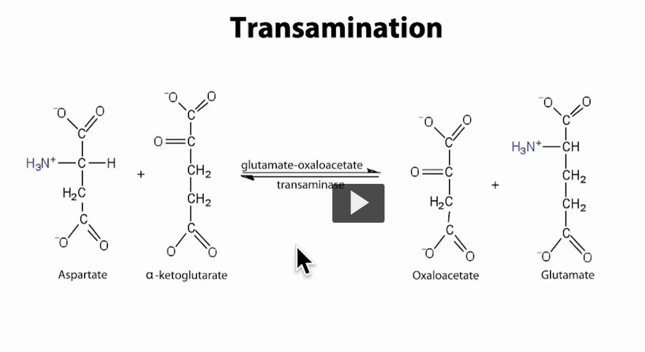 <p>What this specific transamination reaction shows</p><p>This slide is a <strong>real example</strong> of transamination—not just the general idea.</p><div data-type="horizontalRule"><hr></div><p>The reaction (what’s happening)</p><p><strong>Aspartate + α-ketoglutarate ⇄ Oxaloacetate + Glutamate</strong></p><ul><li><p><strong>Aspartate</strong> = amino acid (has NH₃⁺ group)</p></li><li><p><strong>α-ketoglutarate</strong> = keto acid</p></li></ul><p>After the reaction:</p><ul><li><p>Aspartate <strong>loses NH₂ → becomes oxaloacetate</strong></p></li><li><p>α-ketoglutarate <strong>gains NH₂ → becomes glutamate</strong></p></li></ul><div data-type="horizontalRule"><hr></div><p>The enzyme for transamination: <strong>Glutamate-oxaloacetate transaminase (GOT)</strong><br>Also called: <strong>AST (Aspartate Aminotransferase)</strong></p><div data-type="horizontalRule"><hr></div><p>Step-by-step (simple logic)</p><ol><li><p>Aspartate <strong>donates its amino group</strong></p></li><li><p>α-ketoglutarate <strong>accepts that amino group</strong></p></li><li><p>Products form:</p><ul><li><p><strong>Oxaloacetate</strong> (carbon skeleton of aspartate)</p></li><li><p><strong>Glutamate</strong> (now carrying the nitrogen)</p></li></ul></li></ol><div data-type="horizontalRule"><hr></div><p>Why this reaction is important </p><p>1. Moves nitrogen safely</p><ul><li><p>No free ammonia released yet</p></li><li><p>Nitrogen is now stored in <strong>glutamate</strong></p></li></ul><p>Glutamate = <strong>central nitrogen carrier</strong></p><div data-type="horizontalRule"><hr></div><p>2. Feeds into the urea cycle</p><ul><li><p>Aspartate is actually one of the <strong>nitrogen sources for urea</strong></p></li><li><p>This reaction helps shuttle nitrogen into the system</p></li></ul><div data-type="horizontalRule"><hr></div><p>3. Links to energy metabolism</p><ul><li><p><strong>Oxaloacetate</strong> enters the <strong>TCA cycle</strong></p><ul><li><p>Can be used for:</p><ul><li><p>ATP production</p></li><li><p>Glucose (gluconeogenesis)</p></li></ul></li></ul></li></ul><p>So:</p><ul><li><p>Nitrogen → goes to disposal</p></li><li><p>Carbon → goes to energy</p></li></ul><div data-type="horizontalRule"><hr></div><p>High-yield connections</p><ul><li><p>This is one of the two major transaminases:</p><ul><li><p><strong>AST</strong> (this reaction)</p></li><li><p><strong>ALT</strong> (alanine <span data-name="left_right_arrow" data-type="emoji">↔</span> pyruvate)</p></li></ul></li><li><p>Clinically:</p><ul><li><p>AST levels ↑ in <strong>liver damage</strong></p></li></ul></li></ul><div data-type="horizontalRule"><hr></div><p>Simple way to remember</p><p><span data-name="point_right" data-type="emoji">👉</span> <strong>Aspartate gives NH₂ → becomes oxaloacetate</strong><br><span data-name="point_right" data-type="emoji">👉</span> <strong>α-ketoglutarate takes NH₂ → becomes glutamate</strong></p><div data-type="horizontalRule"><hr></div><p>Big picture</p><p>This is just one example of the general rule:</p><p><span data-name="point_right" data-type="emoji">👉</span> <strong>All amino acids transfer their nitrogen to α-ketoglutarate → forming glutamate</strong></p><p>Then later:</p><ul><li><p>Glutamate → releases NH₃ → urea cycle</p></li></ul><p></p>