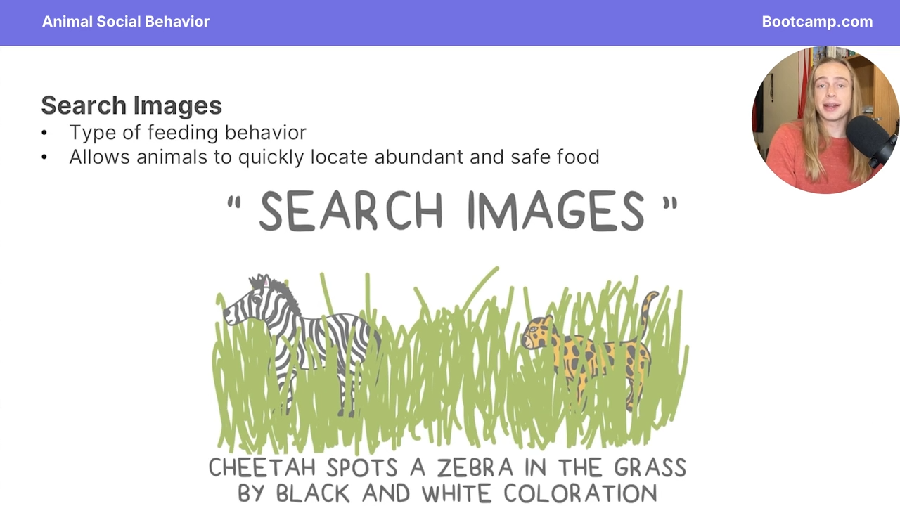 <p>type of feeding behavior that animals to quickly locate abundant and safe food </p>