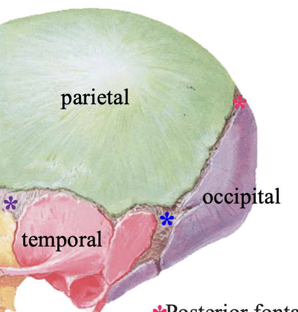 <ul><li><p>located b/t temporal, parietal, occipital bones</p></li><li><p>closes at 6-18 months</p></li></ul><p></p>