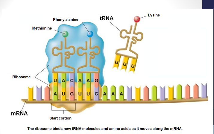 <p><strong>interpretation </strong>of mRNA to make protein takes place on <strong>ribosomes </strong>(protein/RNA complex) in <strong>cytoplasm</strong></p><p><strong>mRNA </strong>attaches to <strong>ribosome </strong>→ <strong>tRNA </strong>(transfer RNA) brings <strong>amino acids </strong>to complex → polypeptide <strong>chain </strong>assembled</p>