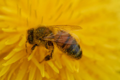 <p>pollination</p>