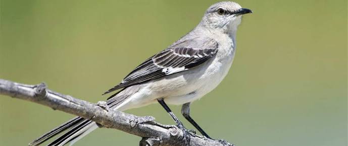 <p>Northern Mockingbird</p>