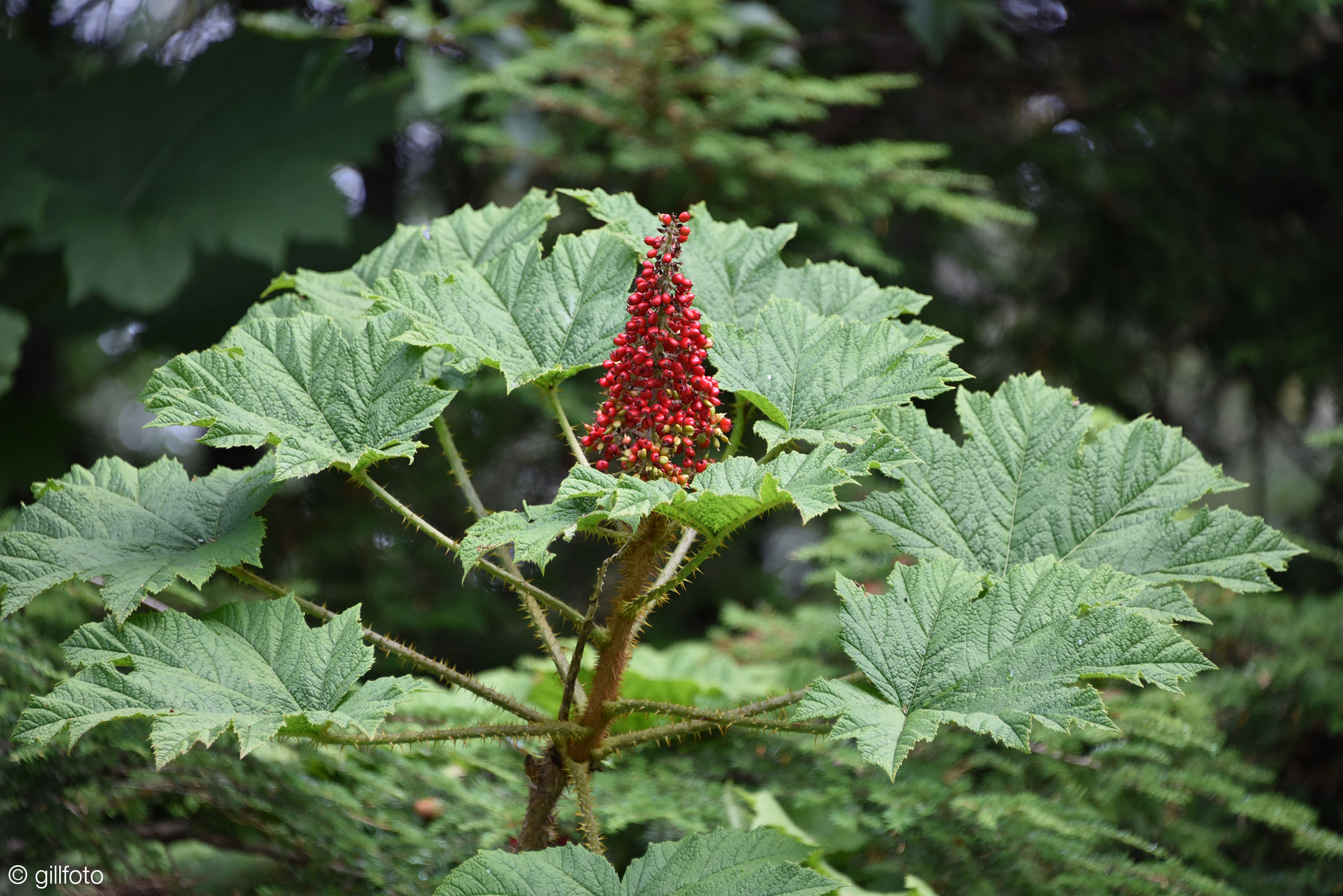 <p>giant maple-like leaves and stems are covered in sharp yellow spines, berries are bright red grape-like clusters </p>