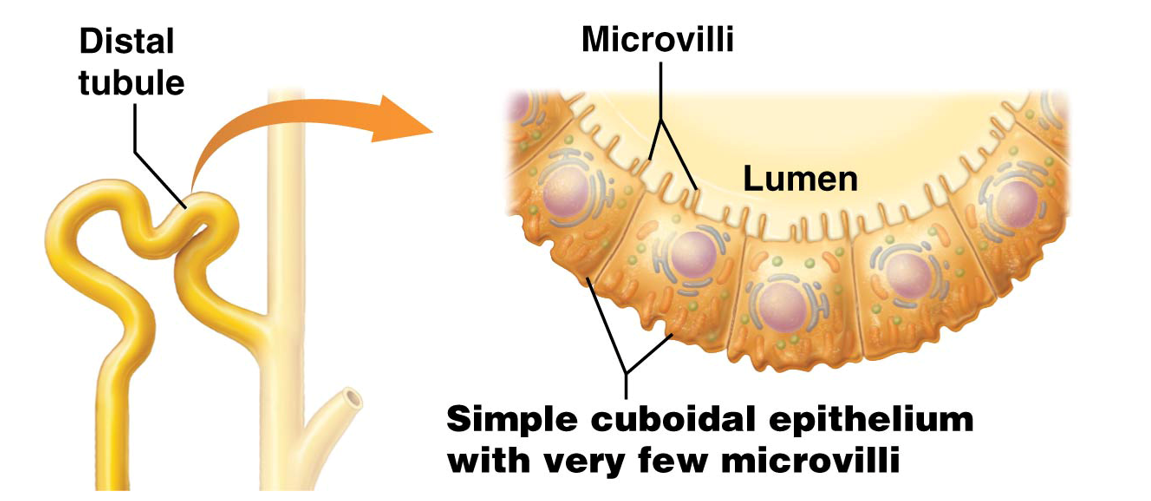 <p>The l<strong>ast segment</strong> of the renal tubule that filtrate passes through. </p><ul><li><p>Made of <strong>simple cuboidal epithelium without a brush border and very few microvili</strong></p></li><li><p>Filtrate will be <strong>known as proper urine after passing through this part </strong></p></li></ul><p></p>