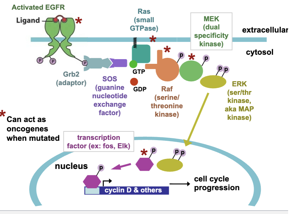 <ul><li><p>EGFR activation</p></li></ul><p>Not sure I understand this fully? Need to know whole process??</p><p></p>