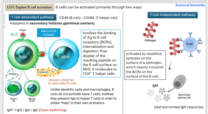 <p>When active they can act as professional antigen presenters. </p><p></p><p>CD 40 (B-cell) to the CD 40L (t-helper cell)</p><p></p><p>Occurs in the <strong>secondary follicles </strong>(germ layer)</p><ul><li><p>Binding of the Antigen to B-cells</p></li><li><p>Then the B - cell forms a complex (<strong>MHC - II / TCR complex)</strong> with the T - helper cell </p></li><li><p>T helper cells will release cytokines (interleukins) that make B -cell active (proliferate and differentiate into plasma cells (antibody secretion) or a memory cell (waits in body)</p></li></ul><p></p>