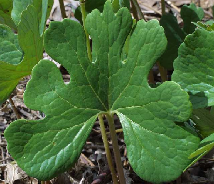<p>Sanguinaria canadensis</p>