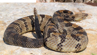 <p>Family: Crotalidae</p><p>Location: Eastern ¼ of KS</p><p>ID: <span>Back: Brown/Pink/Tan with Black Chevrons, darkens towards black tail; belly is clean gray/white; single anal plate; keeled scales; Head: Angular. Brown Stripe from Eye to back of jaw; black tail</span></p><p><span>Life/History: venomous; diurnal spring/fall; nocturnal summer; mammalivore</span></p><p><span>Status: SINC</span></p>