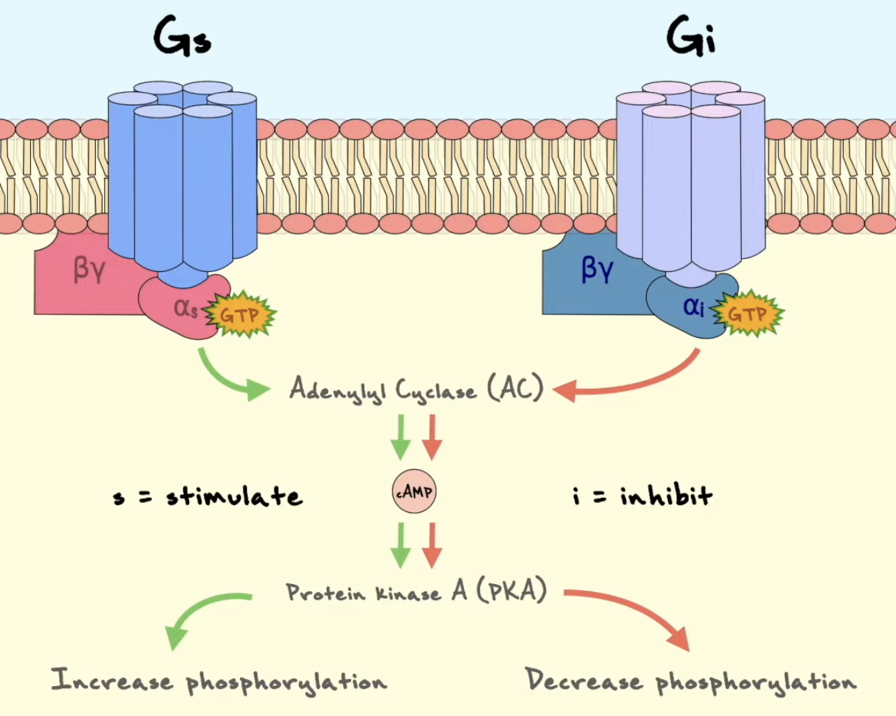 <p>Ved <strong>Gi-koblet GPCR-signalering</strong> aktiveres <strong>Gαi</strong> når GPCR fungerer som GEF og stimulerer GDP-GTP-utveksling. Aktiv <strong>Gαi-GTP</strong> hemmer <strong>adenylyl cyclase</strong>. Dette gir redusert produksjon av <strong>cAMP</strong> fra ATP.</p><p>Når cAMP-nivået faller, aktiveres mindre <strong>PKA</strong>. Dermed blir det mindre fosforylering av PKA-målproteiner, inkludert eventuelle transkripsjonsfaktorer som CREB. Gi-signalering virker derfor ofte som en brems på cAMP/PKA-responser.</p><p>Dette står i kontrast til <strong>Gs-signalering</strong>, der <strong>Gαs-GTP stimulerer adenylyl cyclase</strong>, slik at cAMP øker og PKA aktiveres. Gs og Gi kan derfor gi motsatt regulering av samme second messenger-system.</p><p></p><p><strong>Process line:</strong><br>Gs → adenylyl cyclase aktiveres → cAMP øker → PKA aktiveres<br>Gi → adenylyl cyclase hemmes → cAMP synker → PKA-aktivitet reduseres</p>