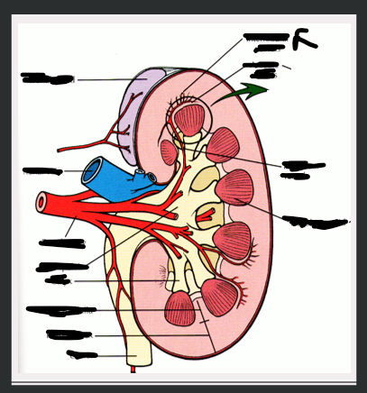 <p>What structure is Arrow pointing to?</p>