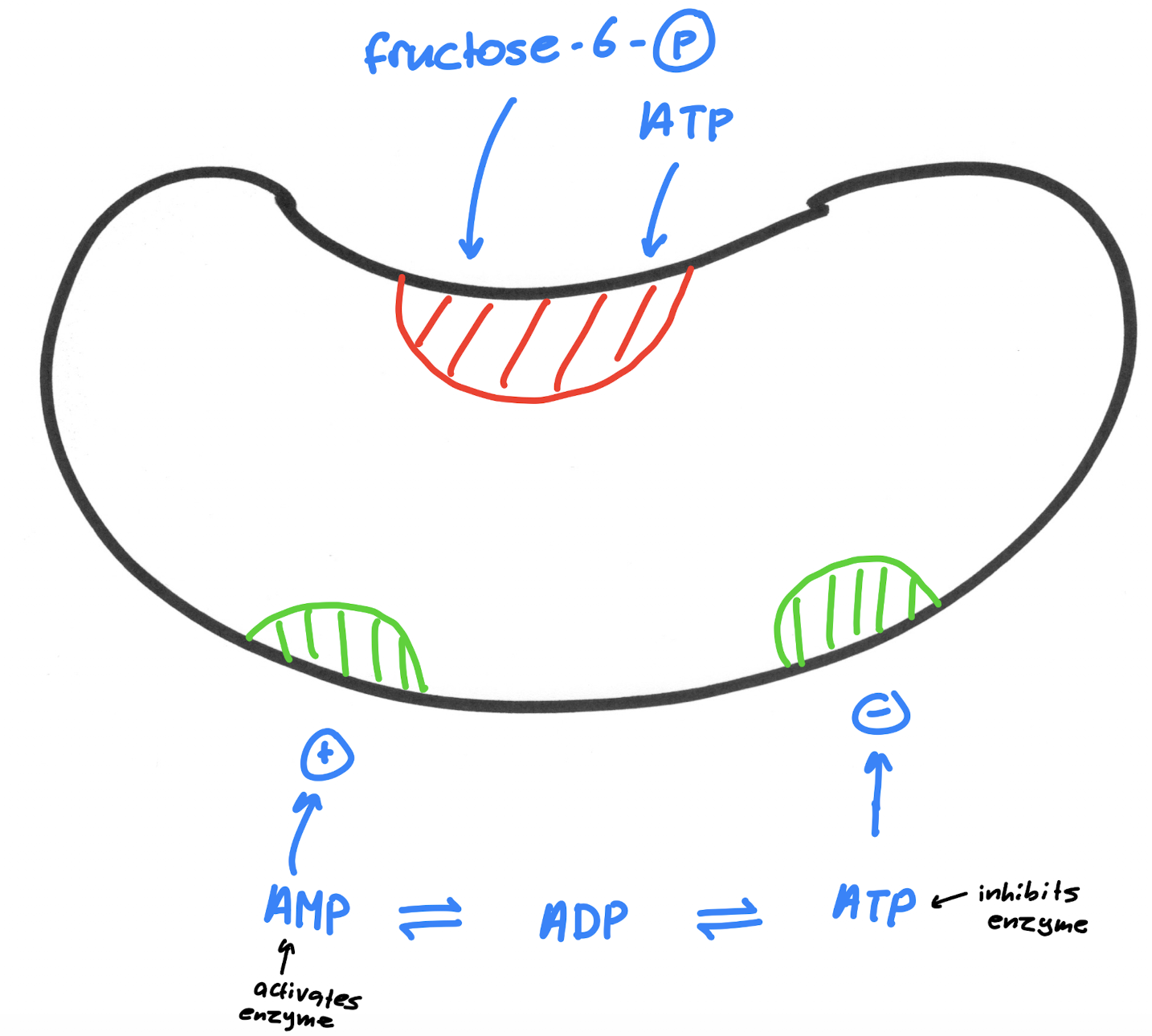 <p>Fructose-6-phosphate and ATP enter the active site of the enzyme, consuming the ATP by moving a phosphate from it to the fructose-6-phosphate. The shape of the molecule can be changed from active or inactive: the presence of AMP at the active regulatory site of the molecule causes the enzyme to be activated in its active shape, while the presence of ATP at the inhibitory regulatory site of the molecule causes the enzyme to be inhibited.</p>