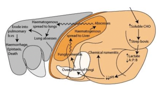 <p>Downward spiral</p><ol><li><p>Readily fermentable CHO broken down by bacteria within 2 - 6hr → D/L-lactate</p></li><li><p>D-lactic acidosis decreases rumen pH allowing lactic acid-producing bacteria to increase (<em>Strep. bovis</em> and <em>Lactobacillus</em>)</p></li><li><p>Rumen pH ≤ 4.5 as more lactic acid is produced (wrong type of VFA eg. more butyrate and less acetate)</p></li><li><p>Rumen microbes die (pH < 5) → Rumen stasis and increased intraruminal osmolarity</p></li><li><p>Only <em>Strep. bovis</em> survives and produces more lactic acid → Local and systemic metabolic acidosis</p></li><li><p>Acid and increased osmolarity (unabsorbed nutrients) draws water into rumen via osmosis → Dehydration (fluid sequestration)</p></li><li><p>Irritation of rumen mucosa and reduced rumen epithelial blood flow → Rumenitis and no absorption of nutrients from the rumen wall</p></li><li><p>Plasma transudation into rumen</p></li><li><p>Endotoxin and bacteria escape into portal circulation</p></li></ol><p></p>