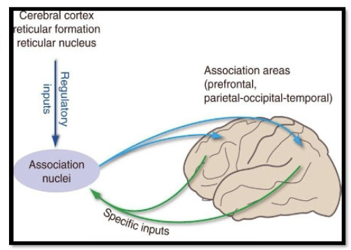 <p>Higher order relay</p><ul><li><p>Send projections to association cortices (ie pariteo-occiptal, prefrontal) and relays info from primary cortical areas (+ subcortical areas)</p></li><li><p>Bound within the medial thalamus and posterior part of the dorsal thalamus.</p></li></ul><div data-type="horizontalRule"><hr></div><p>Largest nuclei of the thalamus which has strong reciprocal connections with association areas of the cerebral cortex. </p><p>Included nuclei</p><ul><li><p>Medial dorsal nucleus (MD)</p></li><li><p>Pulivinar</p></li><li><p>Lateral posterior nucleus (LP)</p></li></ul><p></p>